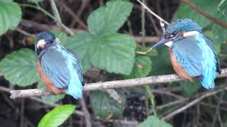 Two fledgling kingfishers [upl. by Leinoto]