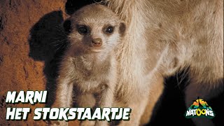 04 Marni Het Stokstaartje – NATOONS Nieuwsgierige Babydieren [upl. by Donnelly]