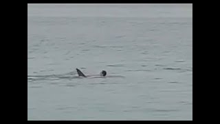 Most dramatic fatal shark attack ever caught on cam full video viewers discretion is advised [upl. by Aenitsirhc716]