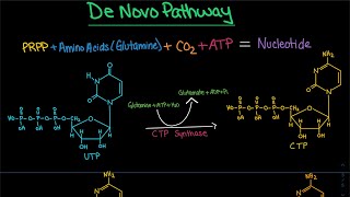 Pyrimidine Synthesis De Novo Pathway CTP dCTP  Biochemistry [upl. by Morril]