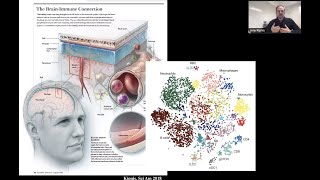 Immunological uniqueness of brain borders by Dr Jony Kipnis [upl. by Lotta933]