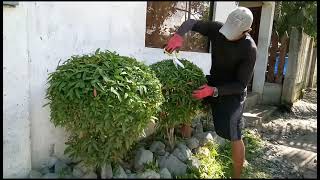 How to care and trim the Eugenia plants [upl. by Adnot]