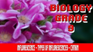 Flowering Plants  Inflorescence  Introduction  Types Of Inflorescences  Overview  Part 4 [upl. by Lipson454]