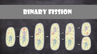 Binary Fission  Cell Biology [upl. by Refinne]