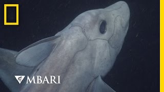 Ghost Shark Caught on Camera for the First Time  National Geographic [upl. by Naves]