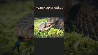 Snake soundytshorts animals wildlife [upl. by Deenya]