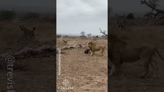 Full Video of Hyena Clan Rescuing Friend from Epic Lion Attack [upl. by Ttergram]