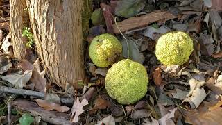 ID That Tree Osage Orange [upl. by Sergeant269]