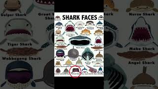 Types of sharks faces 🥶 Frilled Shark [upl. by Terry65]