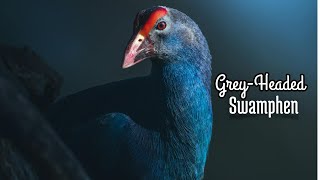 The Amazing Greyheaded Swamphen Part2  Birdman Bangladesh [upl. by Mildrid]