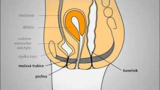 Cvičením proti inkontinenci  slovo odborníka a praktické rady II [upl. by Ethelin671]