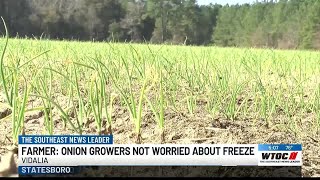 AampM Farms owner says Vidalia onions unharmed by recent cold weather [upl. by Rim]