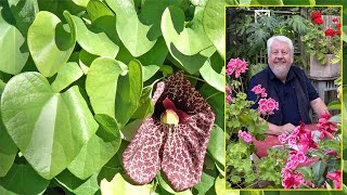 ARISTOLOCHE  UNE ÉTONNANTE GRIMPANTE AUX FLEURS FAUSSEMENT CARNIVORES Le Quotidien du Jardin N°225 [upl. by Phylis316]