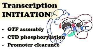 Eukaryotic Transcription INITIATION  GTF assembly CTD phosphorylation Promoter escapeclearance [upl. by Ihsakat35]