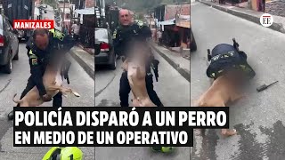 Policía disparó a un perro de raza pitbull en medio de un operativo en Manizales  El Espectador [upl. by Schechter]