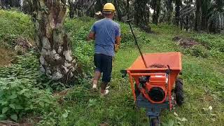 Daily Palm Oil Harvesting Operation in Malaysia [upl. by Cyrie504]