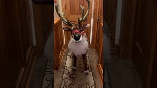 HD Christmas reindeer animatronic homedepot christmas christmas2024 homedepotchristmas 2024 ￼ [upl. by Vento]