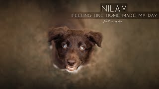 Border Collie Puppy Nilay  38 weeks FEELING LIKE HOME Made My Day [upl. by Noyar]