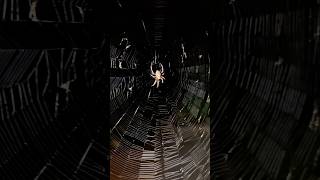 Spotted Orbweaver Spider Neoscona crucifera spider gardenwildlife [upl. by Aniuqal]