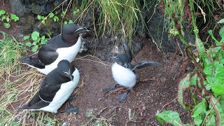 Razorbill chick nearly ready to fledge from the cliffs of Rathlin [upl. by Htiek77]