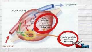 5e Pour réviser Le fonctionnement de lorganisme en activité [upl. by Acinod]