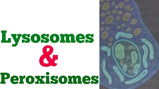 Physiology lecture 13  Lysosomes and peroxisomes  structure and functions of lysosomes peroxisomes [upl. by Florentia]