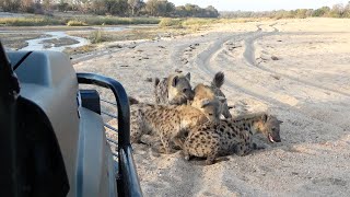 HYENA Hullabaloo Power of an ELEPHANT LION Feeding Frenzy [upl. by Ponce]