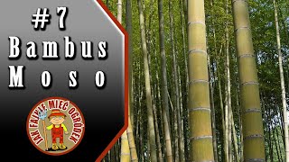 7 Bambus Moso Phyllostachys Pubescens  test nasion z allegro cz3 [upl. by Zevahc155]