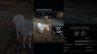 RDR2 • All Mustang Horse Colors and Locations • Red Dead Redemption 2 [upl. by Jobina67]