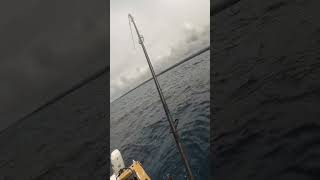 Catching one of Hawaii’s ugliest fish Table boss shorts hawaiifishing bottomfishing [upl. by Mahala]