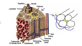 Microscopic Structure of Bone [upl. by Tull263]