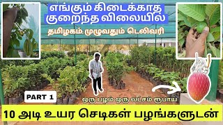 இங்கே இருக்கும் செடிகளை பழங்களுடன் நீங்கள் வீட்டுக்கு வாங்கி செல்லலாம் குறைந்த விலையில் gardening [upl. by Tati]