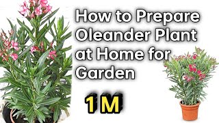 How to Prepare Oleander Plant at Home for Garden oleander PinkeshMali971 [upl. by Barclay]