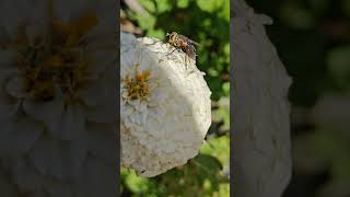 Tachinid Fly shorts [upl. by Nasar721]