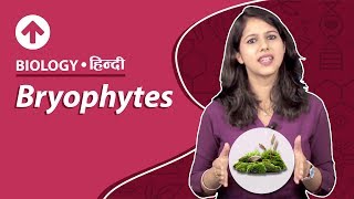 Bryophytes  Hindi  Biology [upl. by Melisande356]