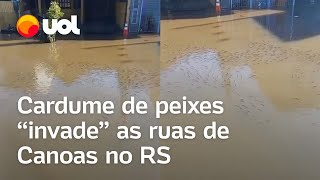 Rio Grande do Sul Peixes invadem ruas de Canoas após chuvas e enchentes veja vídeo [upl. by Eaner859]