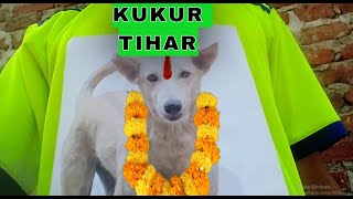 Kukur tihar sida kura kukur sanga  rrNvia  nepali comedy [upl. by Verdha923]