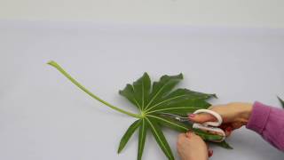 Ikebana Tips by Junko 14 modifying leaves [upl. by Alleira342]