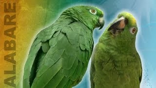 Loros cantan alabare Cantando Alabare  Singing Bird Duo [upl. by Temhem]