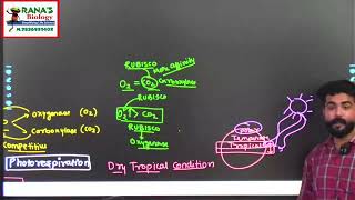 photosynthesisinhigherplants photorespiration C4 PLANTS HATCH amp SLACK PATHWAY KRANZ ANATOMY [upl. by Romaine]