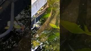 3yrs old Arowana Fish shorts nature trending fish [upl. by Zedecrem]