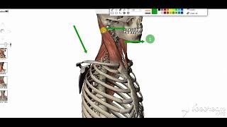 Sternomastoid muscle 3 [upl. by Earlie]