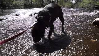 Altdeutscher Mops  Trinkpause in der BODE  Harz im Mai 2016  Wandertage [upl. by Vale]