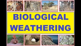 BIOLOGICAL WEATHERING I Weathering Types I Weathering by living organisms II The Geographia [upl. by Wallas511]