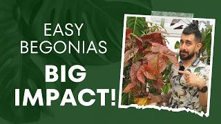 4 Begonias That Prove Everyone Wrong 🌱 Houseplant Heroes 💪 [upl. by Atteras]