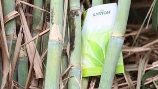 92005 karyonorganic agriculture farming sandipkarande vloogs sugarcane केरन टेक्नॉलॉजी [upl. by Byram]