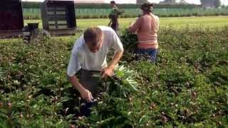 Peony Karl Rosenfield  Peony CutFlowers  wwwpeonyshopcom [upl. by Neryt]