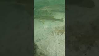 So many snook at Longboat Pass on Anna Maria Island snook fishing longboatkey Annamariaisland [upl. by Curry]