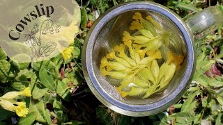 Cowslip Primrose Primula Veris Identification amp Infusion 🌼 [upl. by Ocram886]