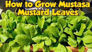 Complete Guide How to Grow Mustasa Mustard Leaves in Container Manila London [upl. by Bekelja]